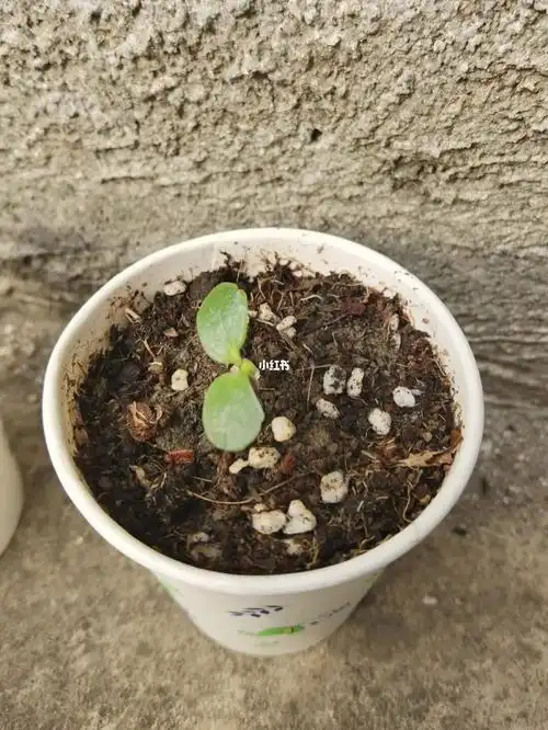 鲁冰花发芽了,希望快快长大,想看你开花