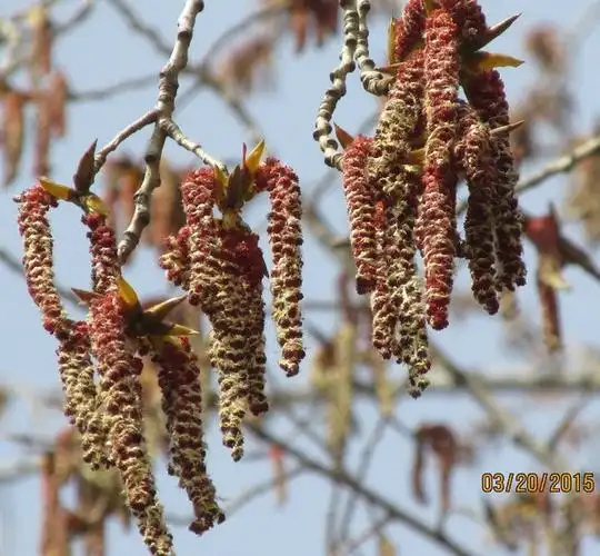 果实是一个穗的木本植物是什么?
