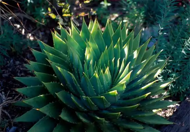 多叶芦荟这样繁殖,学会这个技巧,芦荟长得更加壮!