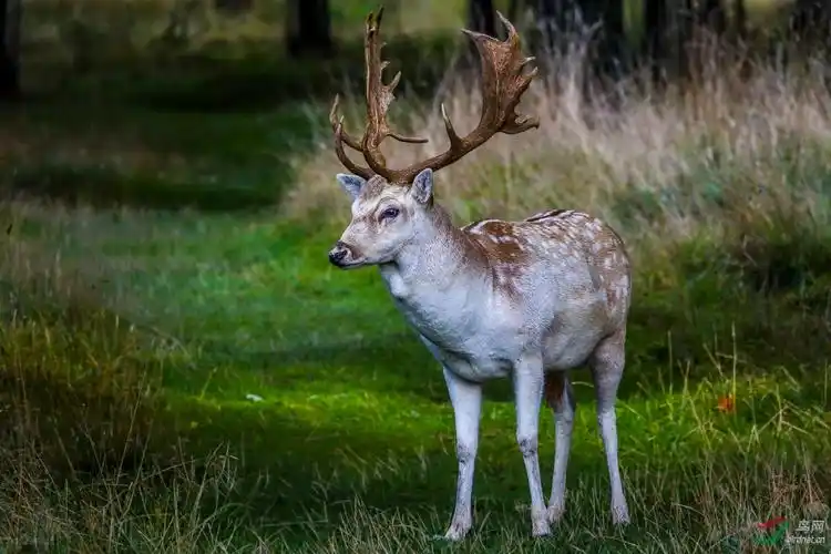爱尔兰麋鹿(祝贺荣获首页动物精华)