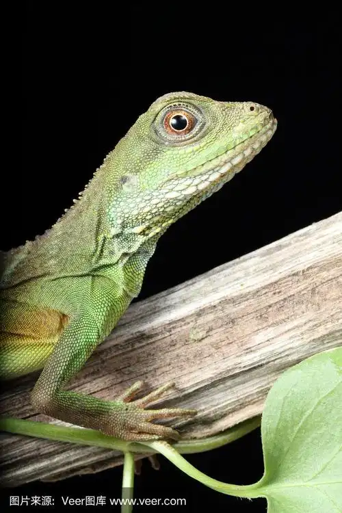 垂直画幅,中国水蜥,少年早期,宠物,自然