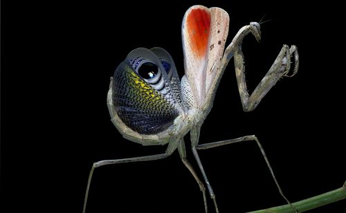 森林野人 孔雀螳螂 螳螂 活体  另类宠物昆虫