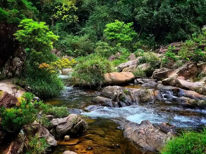 海南吊罗山国家森林公园掠影