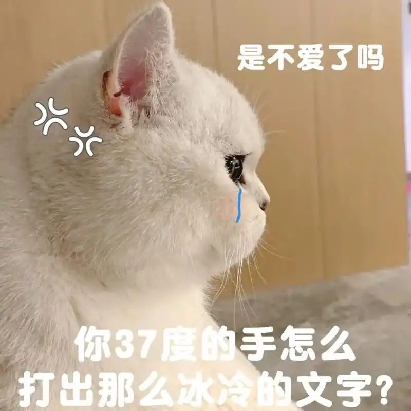 委屈猫猫#猫咪表情包 #表情包 #弱小可怜又无助 - 抖音