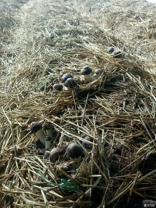 我种地技术突破之人工种植松茸获得成功