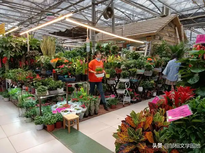 花卉苗木是我们经常去闲逛的地方位于我们小区旁边的陈砦花卉市场石玩