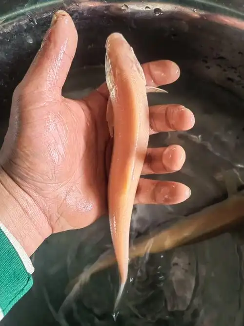 红眼银鳕鱼苗 淡水食用鱼大鳞鲃鱼苗 鳕鱼苗 观赏鱼银鳕鱼苗 - 备货网