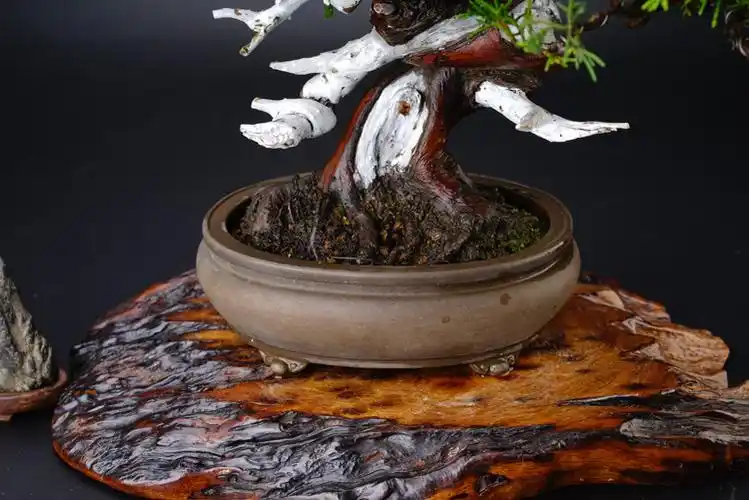 怡景苑 日本精品 小品系鱼川真柏 盆景 盆栽 日本进口原土原盆