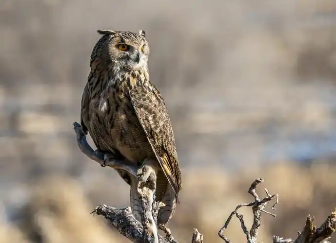 再拍雕鸮凶猛擒,摄影:孙奎连 倪艳荣,后期:孙奎连 倪艳荣,编辑:孙奎连