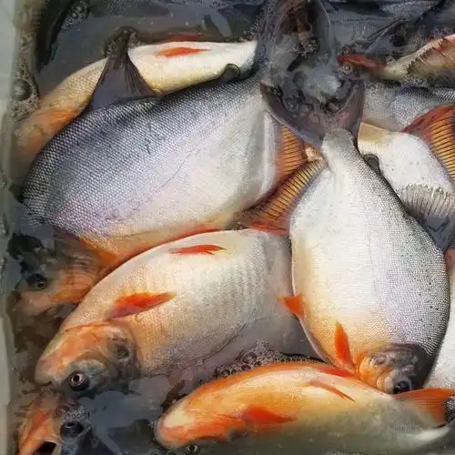 鱼苗白鲳淡水红鲳活体食用养殖路亚大型热带鱼