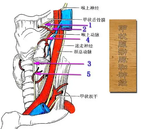 4甲状腺动脉和神经