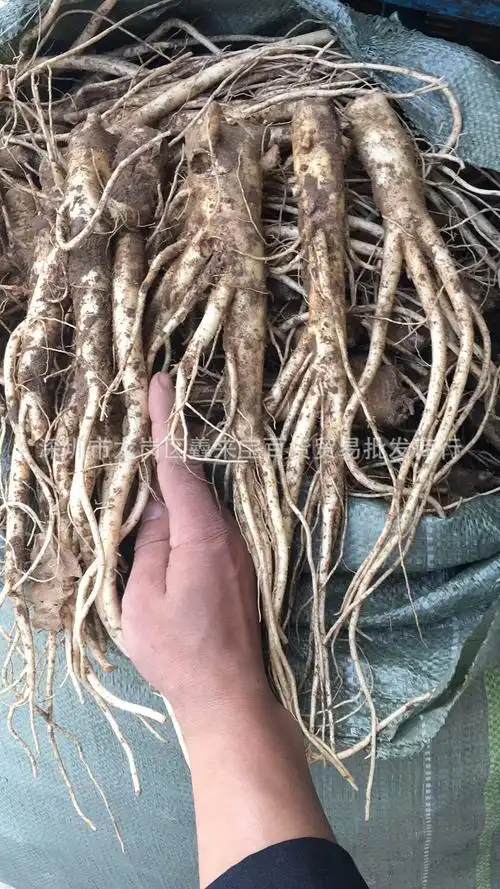 东北鲜人参跑江湖摆地摊北沙参 地摊新鲜人参批发 泡酒人参萝卜参