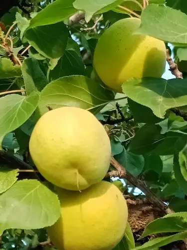 果果脆李子,大黄杏