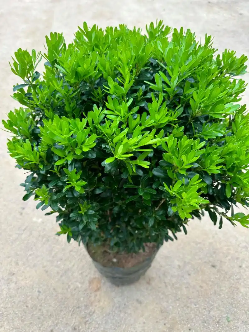 雀舌黄杨 小叶黄杨 黄杨 雀舌黄杨 ,有的地方 也叫千年矮,万年青.