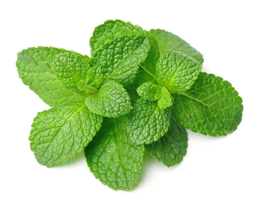 新鲜薄荷香草,新鲜薄荷香草白关门