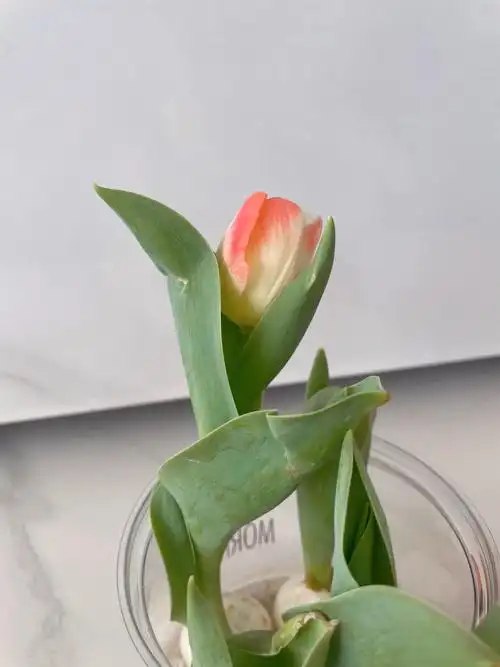 水培郁金香开花啦