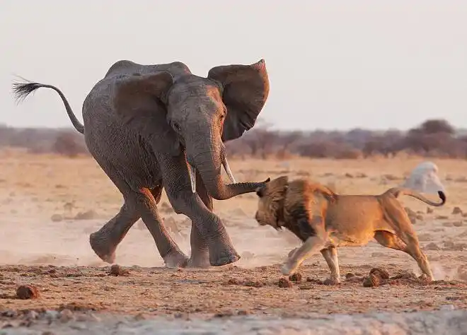 雄狮恶战大象,这样的场景即便是非洲草原也难见到