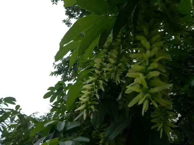 鬼柳树下的童年记忆