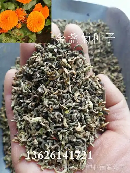 进口菊花种子批发地被矮杆花海金盏菊种子橘红花 金黄花