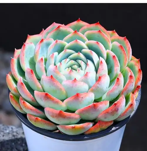 侧影净化空气多肉植物小盆栽阳台稀有绿植室内办公桌好养花卉侧影塑料