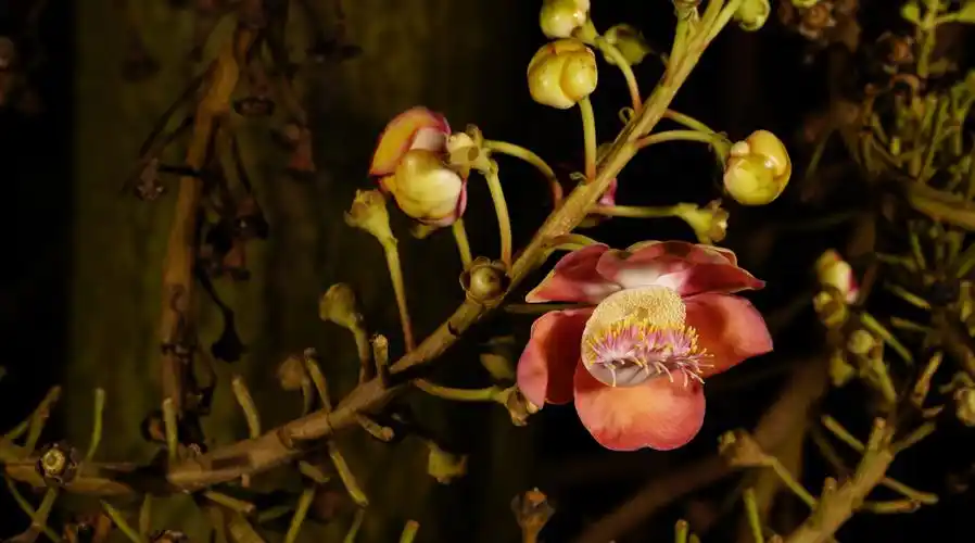 炮弹树(couroupita guianensis)开花延时