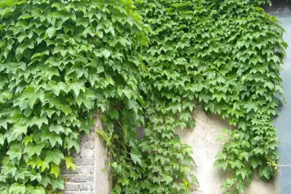 爬山虎图片大全 爬山虎养殖方法