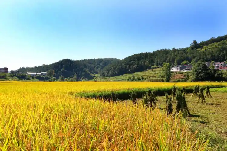 金灿灿的水稻即将收割