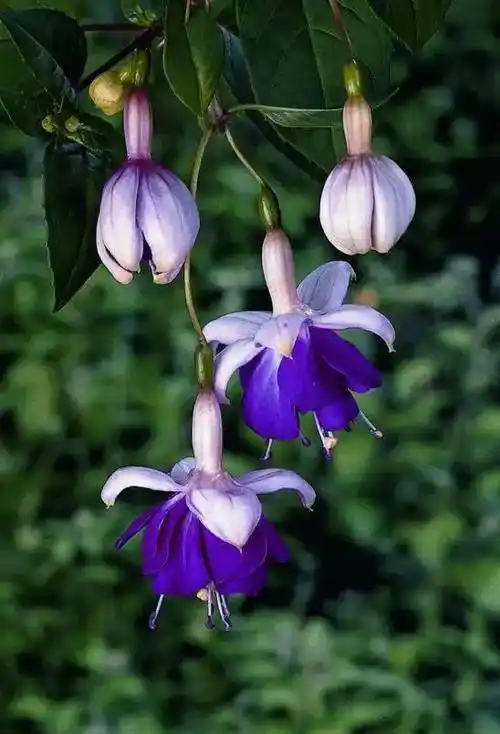 漂亮的倒挂金钟花