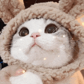 网红猫咪泡芙表情包二十二