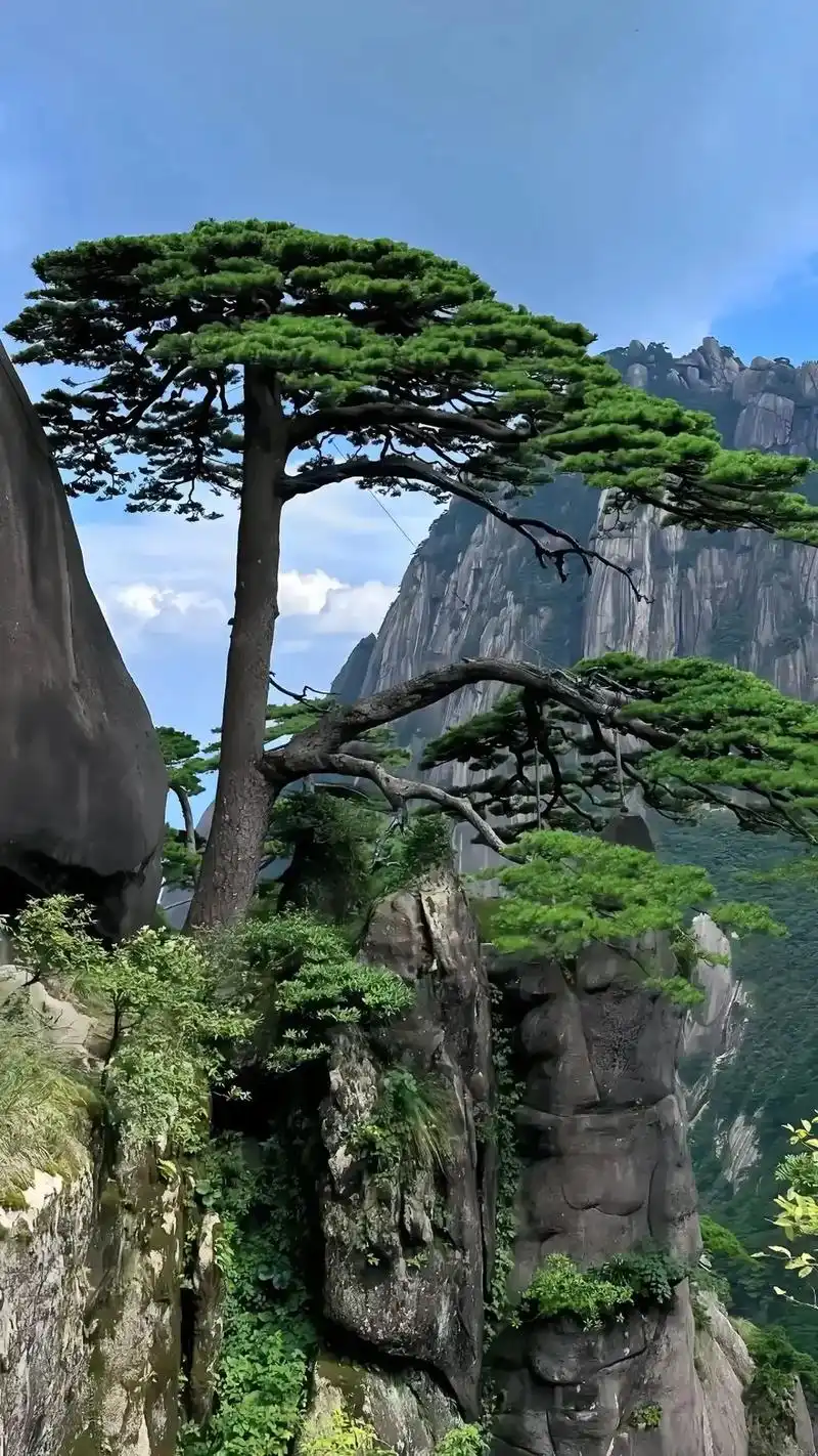 迎客松.四季黄山迎客松,根梢枝叶各不同; 春新夏茂秋气爽,冬 - 抖音