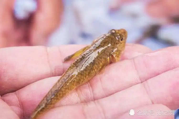 这种野味俗称"沙里趴",学名叫沙鳢[lǐ]