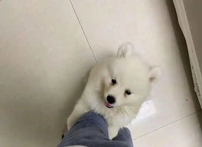 三个月的公萨摩耶了解一下,狗笼狗粮都有,有想法可以私聊我