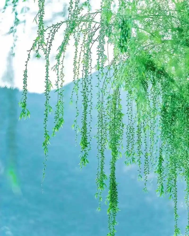 春天里的顺光与逆光