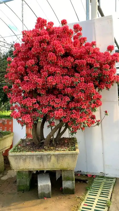 老桩映山红开花红艳艳