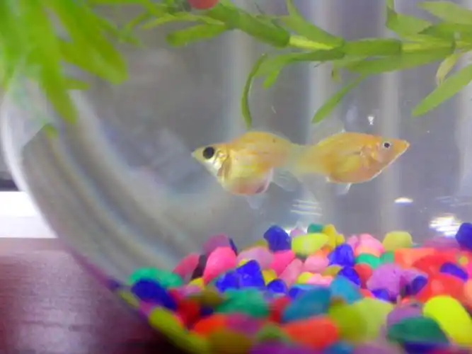 我的球玛丽是怀孕了吗?现在需要分缸饲养吗?