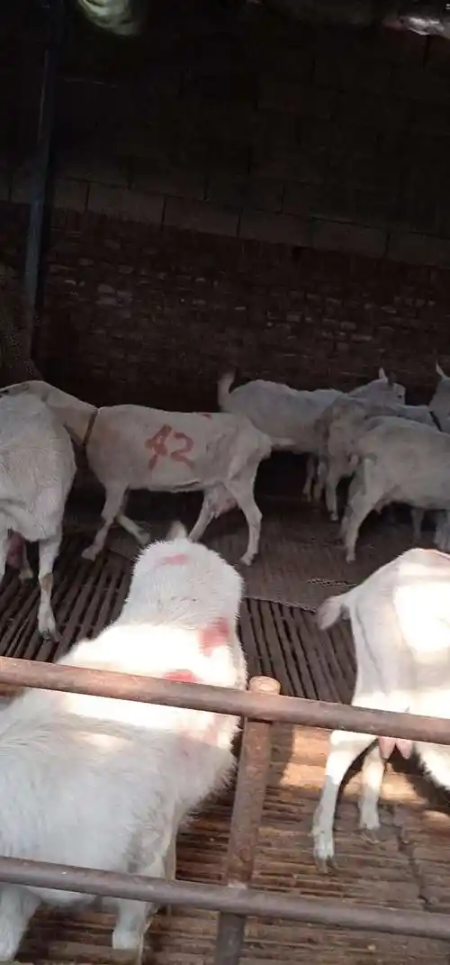 杜泊绵羊,杂交肉羊,黑山羊,白山羊,乌骨羊,青山羊,夏洛莱羊,萨福克羊