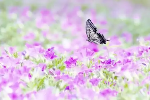 蝴蝶在花丛中飞舞