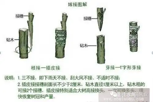 有劈接,切接,插皮接,嵌芽接,舌接,靠接等,但基本的嫁接方法是芽接和