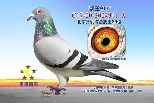 鸽王911
