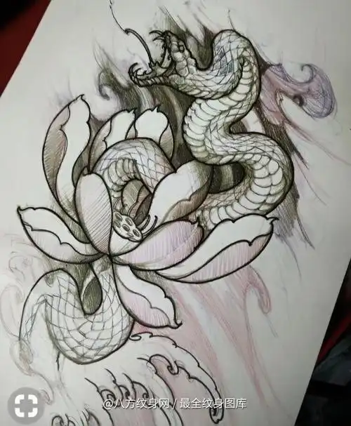 传统大图蛇盘莲花纹身手稿图案参考223