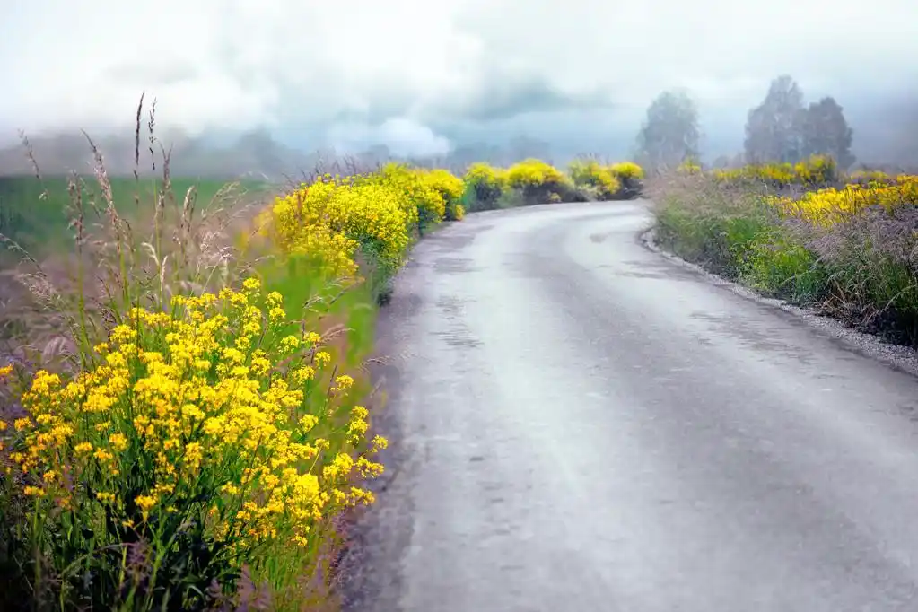 在夏天的乡村道路,乡村道路与黄色的花朵上有雾夏日早晨