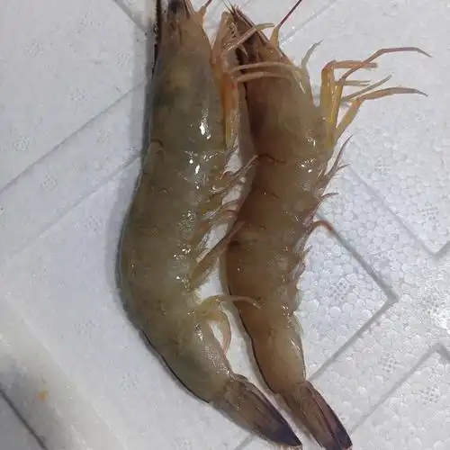 lism海虾纯野生海虾生虾鲜活速冻大明虾野生海虾沙虾硬壳虾家用2斤装