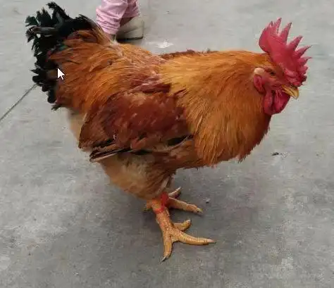 k901 快大型肉鸡 出壳苗 鸡苗