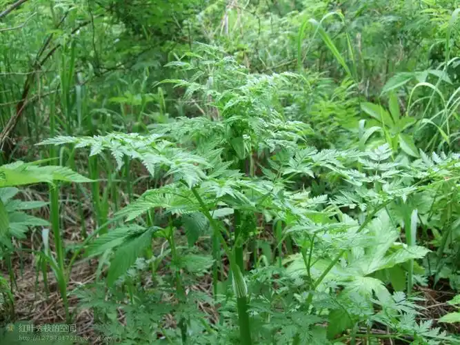山野珍品山胡萝卜缨子