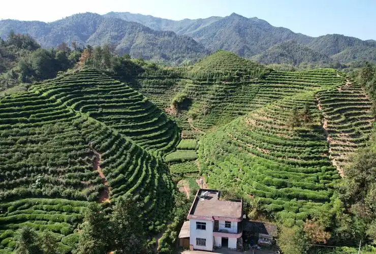 家乡的茶园 - 黄山家进 - 图虫