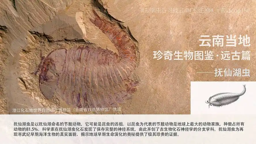 喜迎cop15云南虫谷寻找云南c位生物