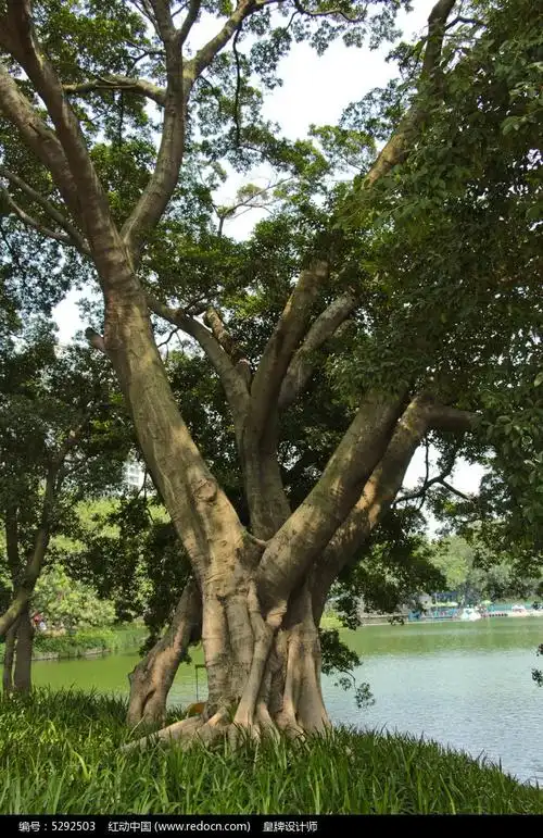榕树图片(榕树图片大全大图高清图片)