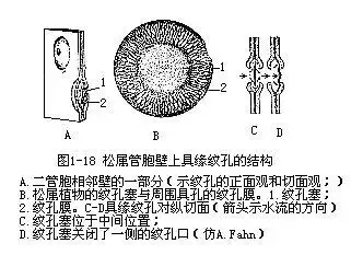 二个相对的纹孔合称纹孔对(pitpair),纹孔对中的纹孔膜是由二层初生壁