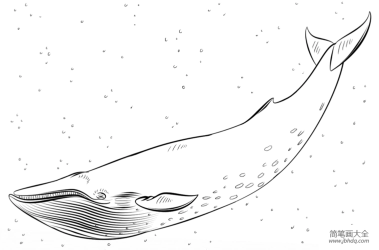如何画蓝鲸简笔画