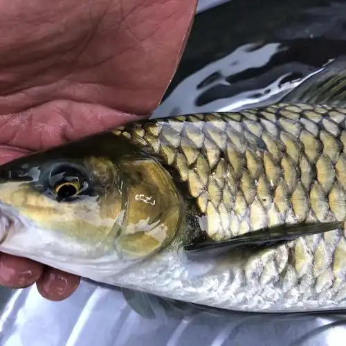 中华倒刺鲃(河道型底层生活鱼类)_尚可名片